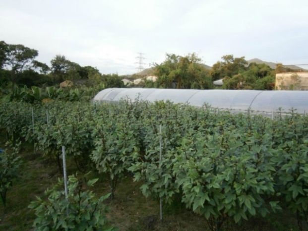 有機願農莊 Greenwish Organic Farm