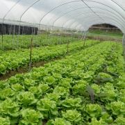 香港有機農場 Hong Kong Organic Farm