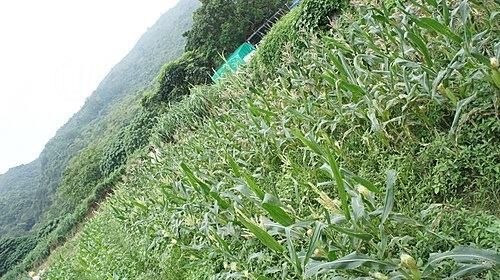 南涌有機蔬果