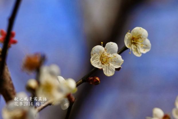 香港賞花 指南 (地點篇)