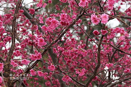長洲櫻花