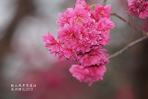 長洲櫻花