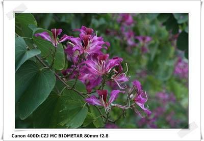 洋紫荊園 Bauhinia Garden