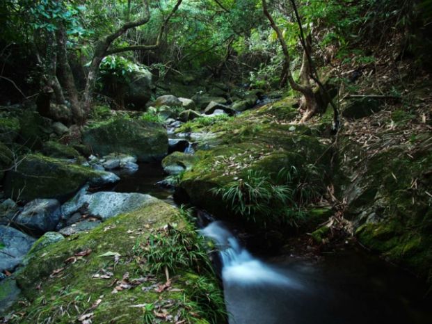 馬麗口坑