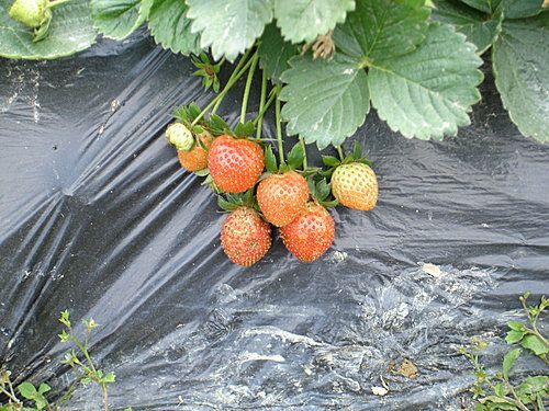 上水天光甫士多啤梨園