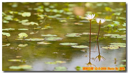 香港濕地公園