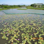 香港濕地公園