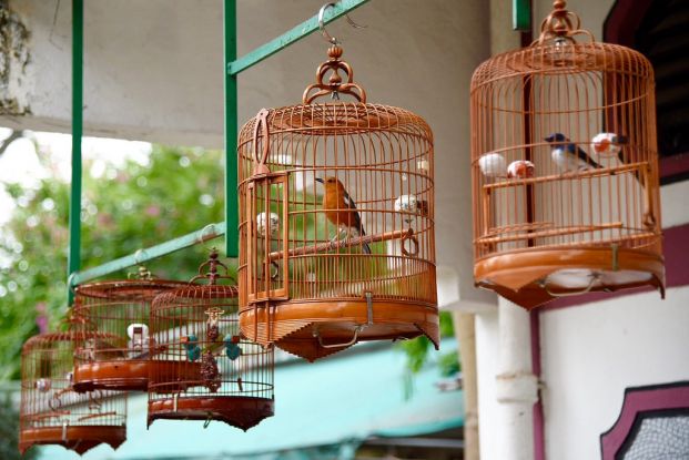 園圃街雀鳥花園 (雀仔街)