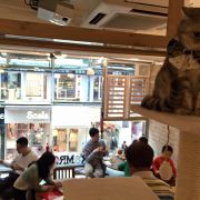 Mr. & Mrs. Cat Cafe